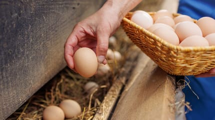 Des oeufs de la ferme
