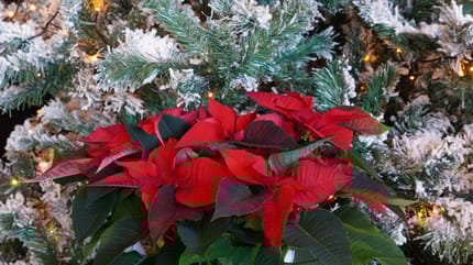 des roses de noël ou Hellébore