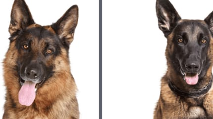 Duitse of Belgische herder