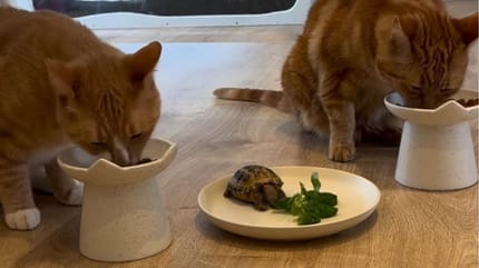 Two cats and a tortoise