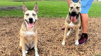 Zwei Hunde aus demselben Wurf finden sich wieder