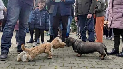 Two "dogs" meeting in a park
