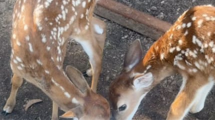 Deux faons