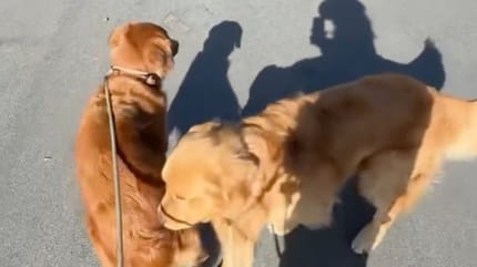 Deux Golden Retrievers