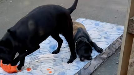 Deux Labradors