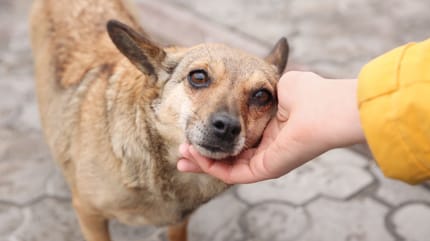 día del perro callejero