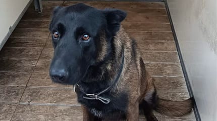 Dino, chien policier