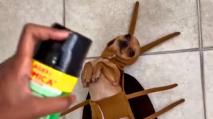 disfraz carnaval perro