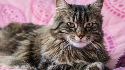 Do Maine Coon cats shed: Maine Coon cat