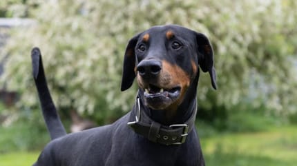 Dobermann Mexx