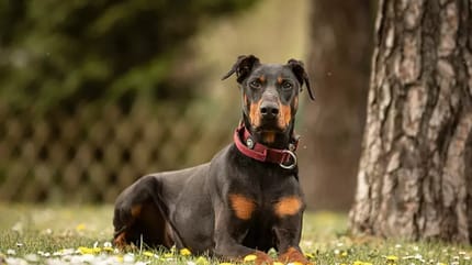 Dobermann Tyson