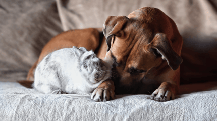Dog breeds that get along with rabbits: Dog and rabbit in garden