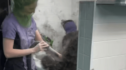 Dog groomer working with a Siberian Husky