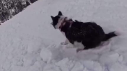 Chien sur une piste de ski