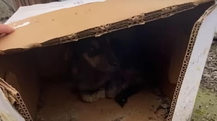 Dog peering out of cardboard box