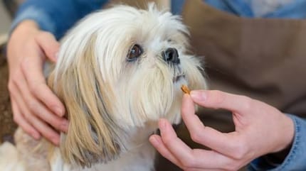 vitamines pour chien