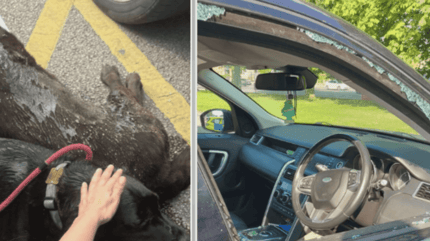 Dogs rescued in Aylesbury