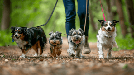 Dogwalker werden