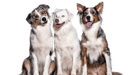 Double merle dog: three australian shepherds, one is a double merle