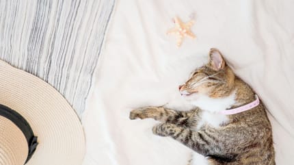 dove andare in vacanza con il gatto