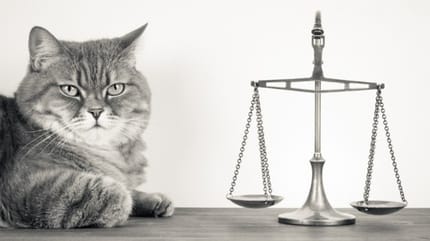 chat balance