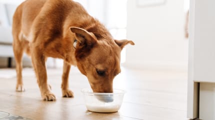 Dürfen Hunde Milch trinken?