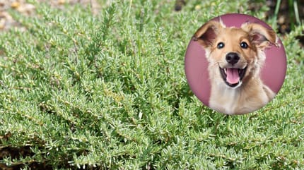 Dürfen Hunde Thymian?