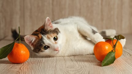 Dürfen Katzen Mandarinen?