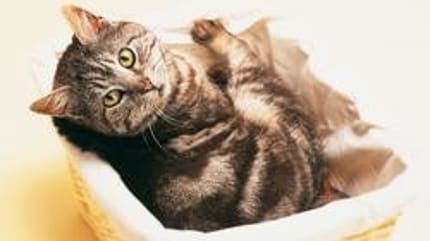 collier anti puce chat