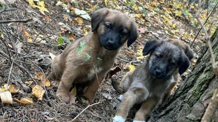 Dwa z porzuconych szczeniaków