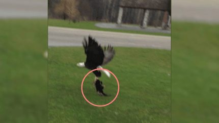 Eagle attacking small dog