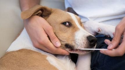 un chien qui se fait tester avec un écouvillon