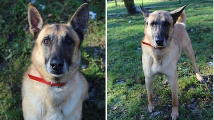 Eddy, chien Malinois à adopter