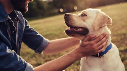 quelle methode pour eduquer son chien