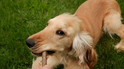 eduquer chien