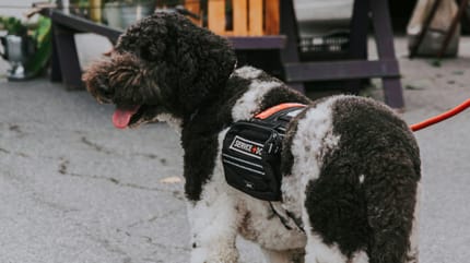 Een dag in het teken van hulphonden in Rotterdam