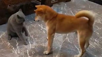 Un gato y un Shiba Inu juegan juntos.