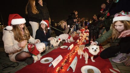 Een kerstdiner voor honden in Breda bij het AniCura dierenziekenhuis
