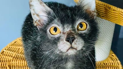 Gato lobo lykoi