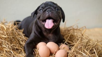 un chien avec des oeufs