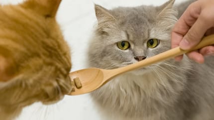 Eifersüchtige Katze