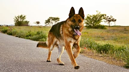 Ein Hund namens Palma: Schäferhund
