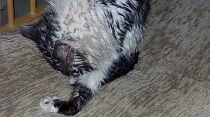 Eine Katze kommt nass und verstört nach Hause