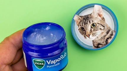 El Vicks VapoRub es malo para los gatos
