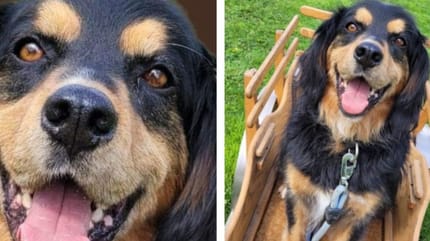 Elvis, à adopter