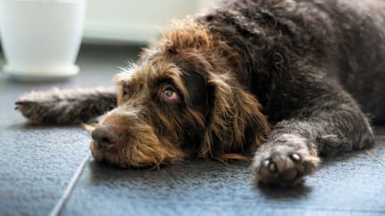 Empoisonnement chien