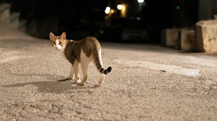 enfermedades de gatos callejeros