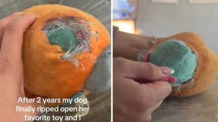 Scoperta nel giocattolo per cani