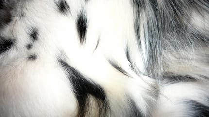 entretien pelage chien