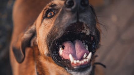 Epuliden beim Hund